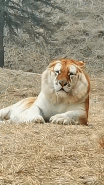 Brown And White Tiger Laying In Grass GIF
