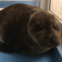 Brown Baby Bouncing Seals GIF