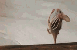 Brown Bat Stretching Wings GIF