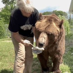 Brown Bear Being Fed Honey GIF