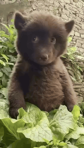 Brown Bear Cub Sitting On Green Leaf GIF