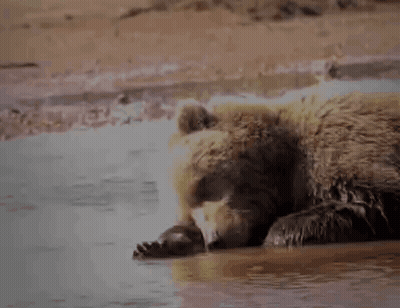 Brown Bear Laying In Water With Paws GIF