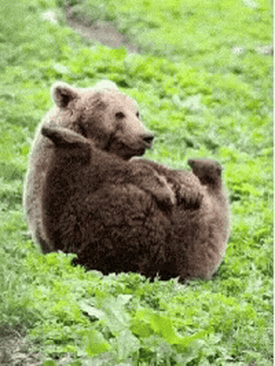 Brown Bear Laying On Back In Green Grass GIF
