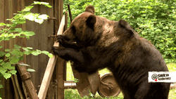 Brown Bear Let Me In Meme GIF