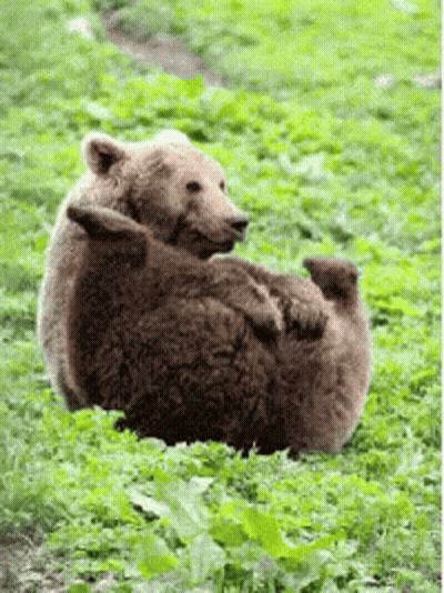 Brown Bear Lying On Grass GIF