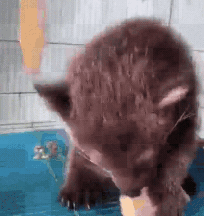 Brown Bear Playing With Toy In Blue Pool GIF