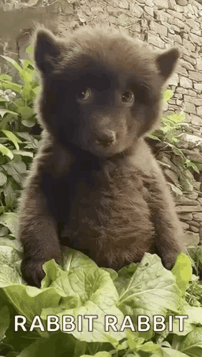 Brown Bear Puppy Sitting On Green Leaf GIF