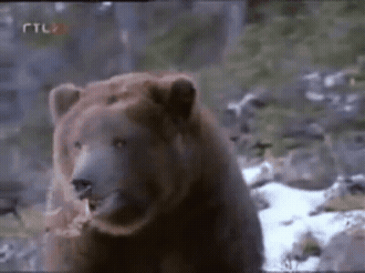 Brown Bear Standing In Snow Looking At Camera GIF