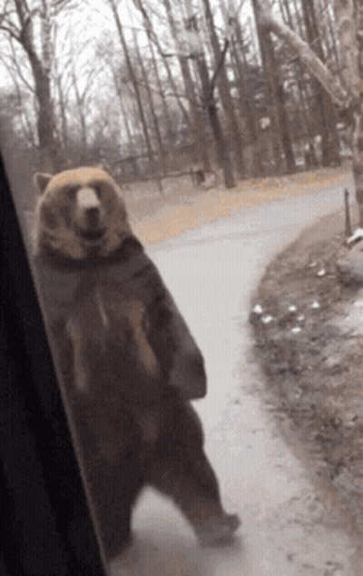 Brown Bear Standing On Hind Legs On Road GIF