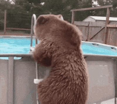 Brown Bear Standing On Ladder GIF