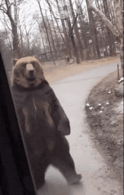 Brown Bear Standing On Road GIF