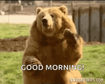 Brown Bear Standing Saying Good Morning GIF