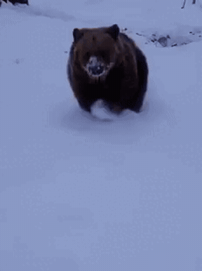 Brown Bear Walking In Snow GIF