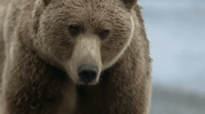 Brown Bear Walking On Snow GIF