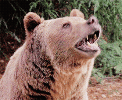 Brown Bear With Mouth Open GIF