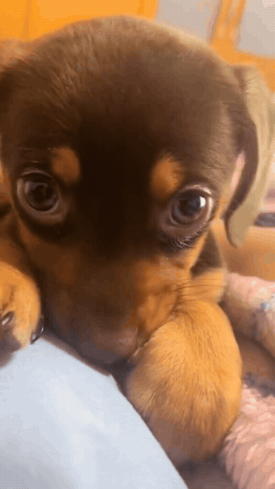Brown Black Puppy Lying On Lap Looking Camera GIF