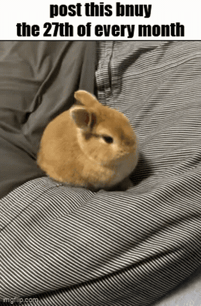 Brown Bunny On Striped Blanket Post This Bnuy The 27Th Of Every Month GIF