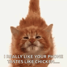 Brown Cat Like Licking Phone Tastes Chicken