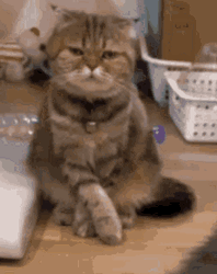 Brown Cat Looking Around Nothing To See Here GIF