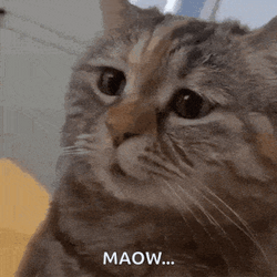 Brown Cat Sad Meme GIF