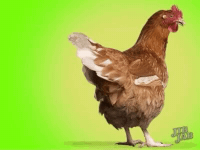 Brown Chicken Spreading Wings GIF