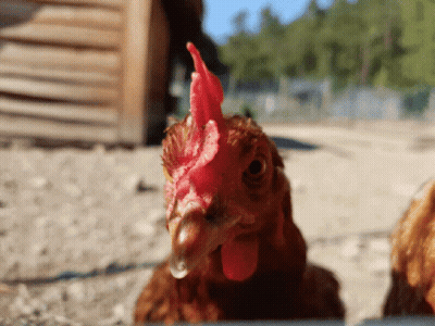 Brown Chicken With Red Comb GIF