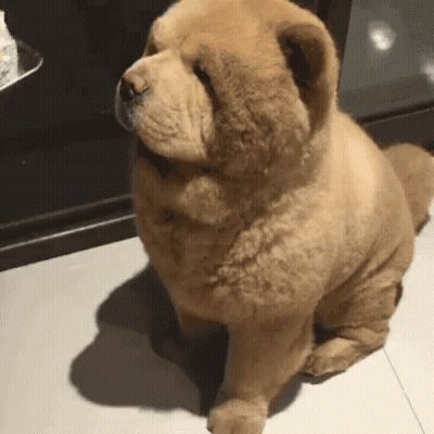 Brown Chow Chow Sitting On Tiled Floor Looking Up GIF