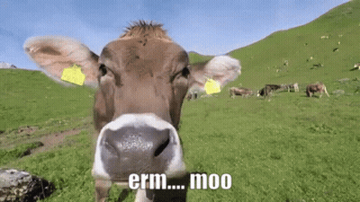 Brown Cow Looking At Camera In Grassy Field GIF