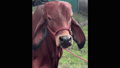 Brown Cow With Red Rope GIF