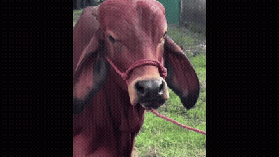 Brown Cow With Red Rope In Grass GIF