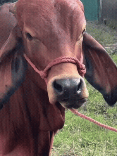 Brown Cow With Rope Around Neck Looking At Camera GIF