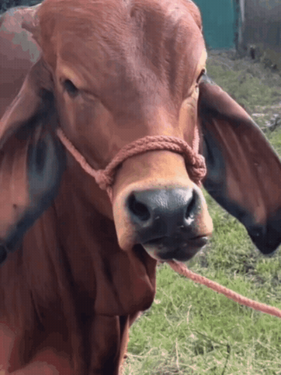 Brown Cow With Rope Looks At Camera GIF