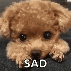 Brown Curly Haired Sad Puppy GIF
