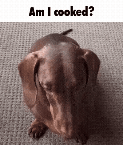 Brown Dachshund Eyes Closed Am I Cooked GIF