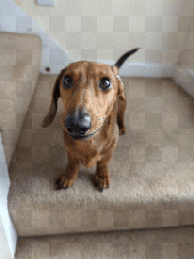 Brown Dachshund Looking Up On Stairs GIF