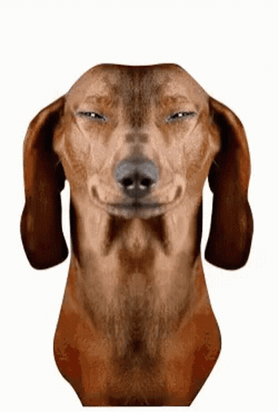 Brown Dachshund Making Funny Face Eyes Closed GIF