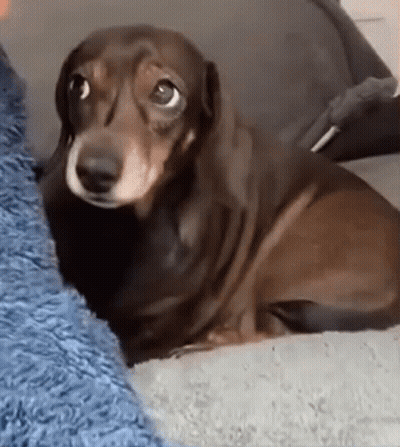 Brown Dachshund Sleeping On Couch GIF