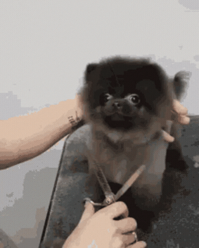 Brown Dog Being Groomed By Tattooed Person GIF