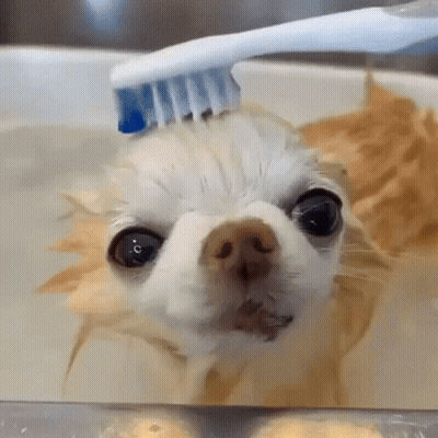 Brown Dog Being Groomed By Tattooed Person GIF