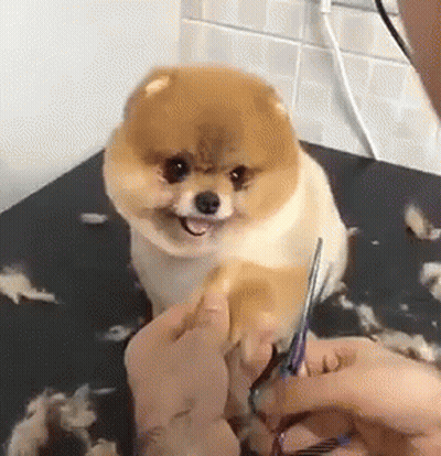 Brown Dog Being Groomed With Scissors GIF