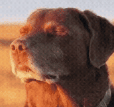 Brown Dog Close-Up GIF