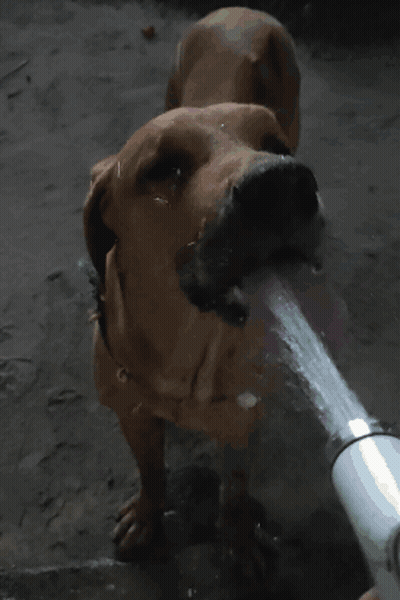 Brown Dog Drinking Water From Hose GIF
