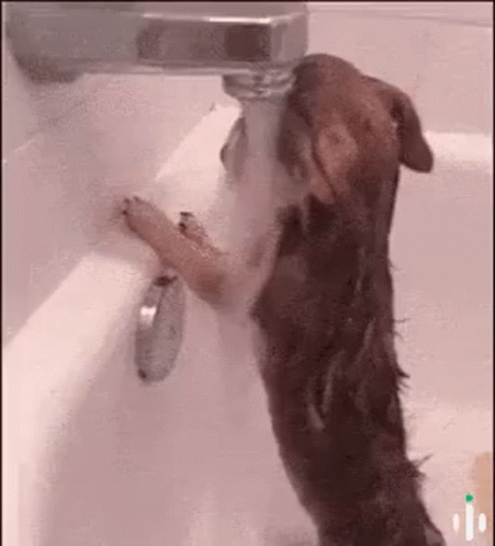 Brown Dog Drinking Water GIF