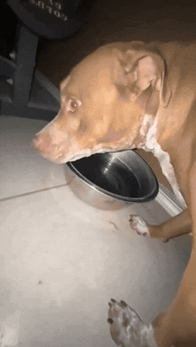Brown Dog Eating From Metal Bowl With Word Gator GIF