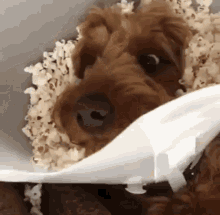 Brown Dog Eating Popcorn