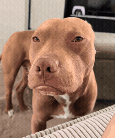 Brown Dog Face Looking at Camera