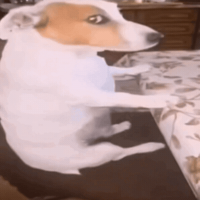 Brown Dog Face Looking at Camera