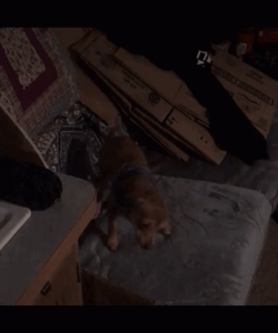 Brown Dog Happy Chasing Tail GIF