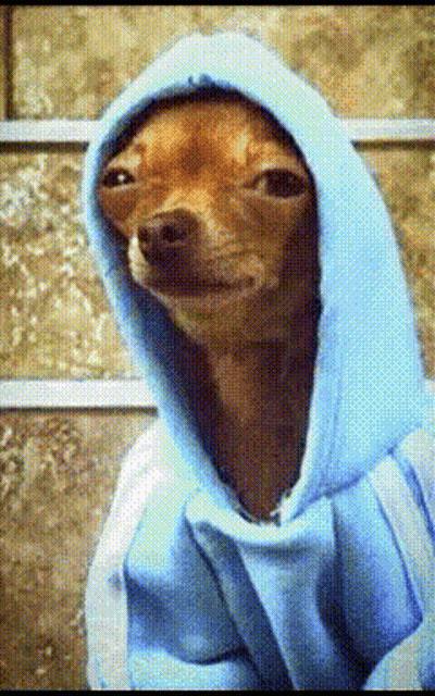 Brown Dog In Blue Hoodie Looking At Camera GIF
