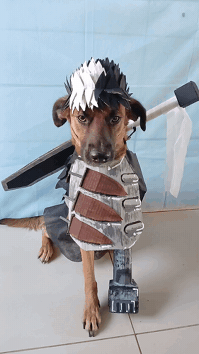 Brown Dog In Costume With Sword And Armor GIF
